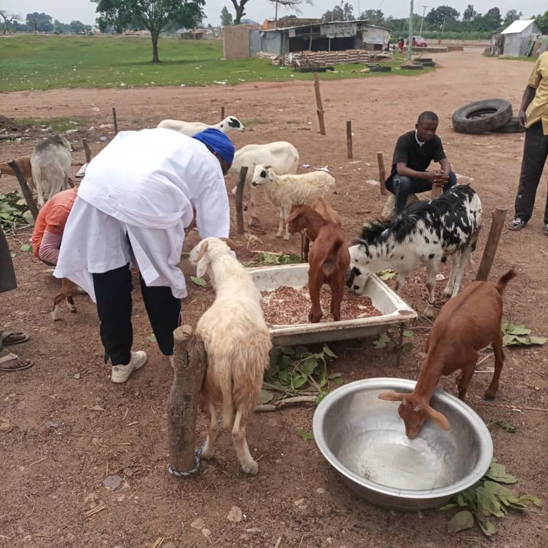 Three people with eight standing goats of different colours. One person is sat down while another is crouching behind one person leaning over with their hand in a box of feed