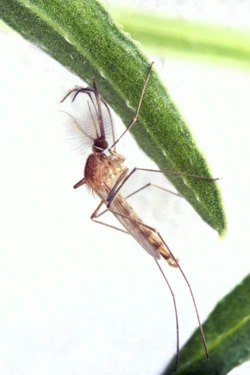 Culex pipiens male Pirbright Institute