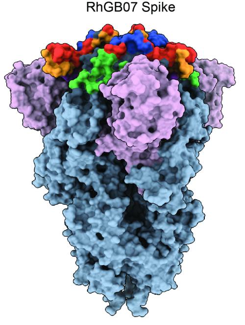 RhGBO7 Spike Protein