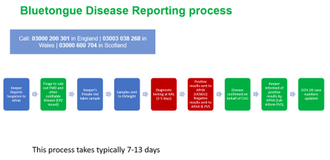 Bluetongue Disease Reporting Process