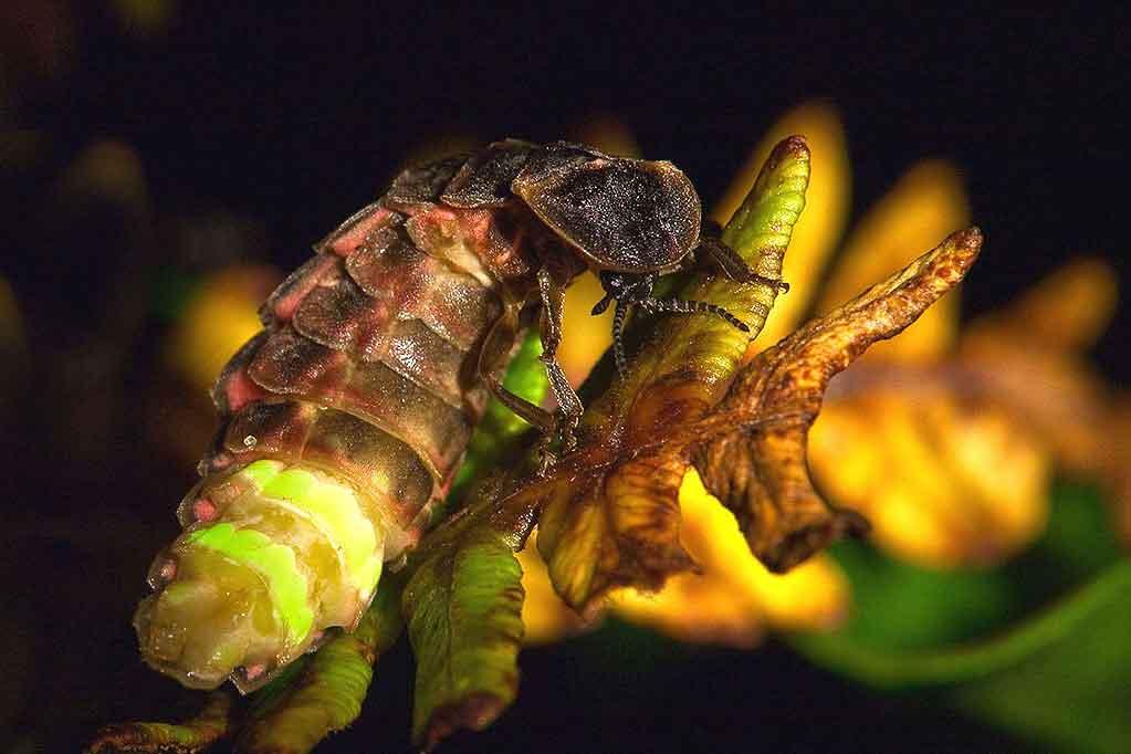 glow worm national insect week