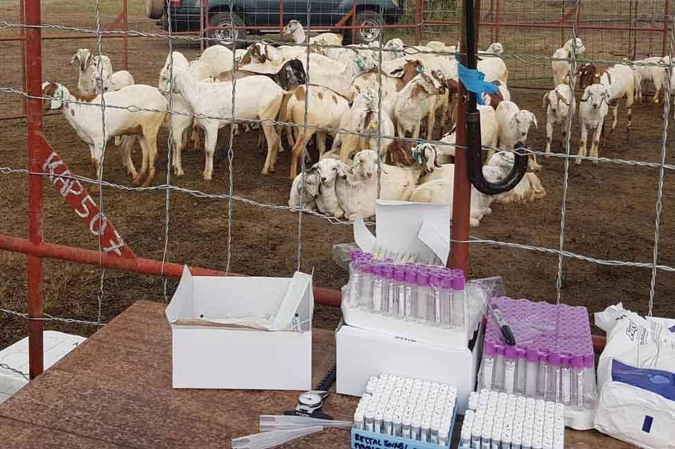 Sheep in the Kenya Rift Valley Fever vaccine trial