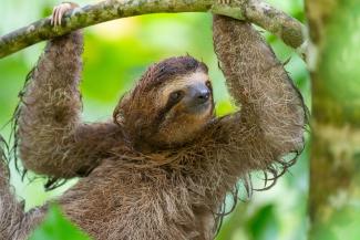 A single sloth with its hands grasped around a thin branch