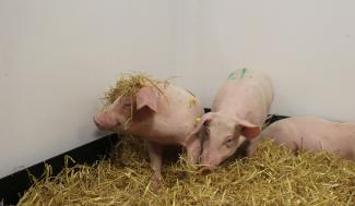 Three pink pigs on straw. One has straw on its head and looks very happy