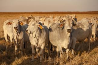Small herd of white cattle in South Africa on dried grass. The image has a sunset haze to it.