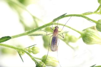 Culex pipiens adult mosquito pirbright institute