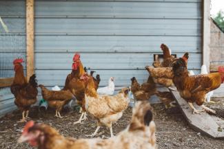 flock of hen near grey wall by Brooke Cagle