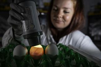 Egg candling