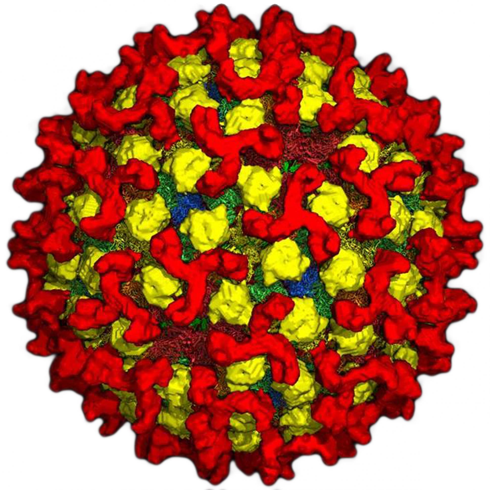 Bluetongue virus particle