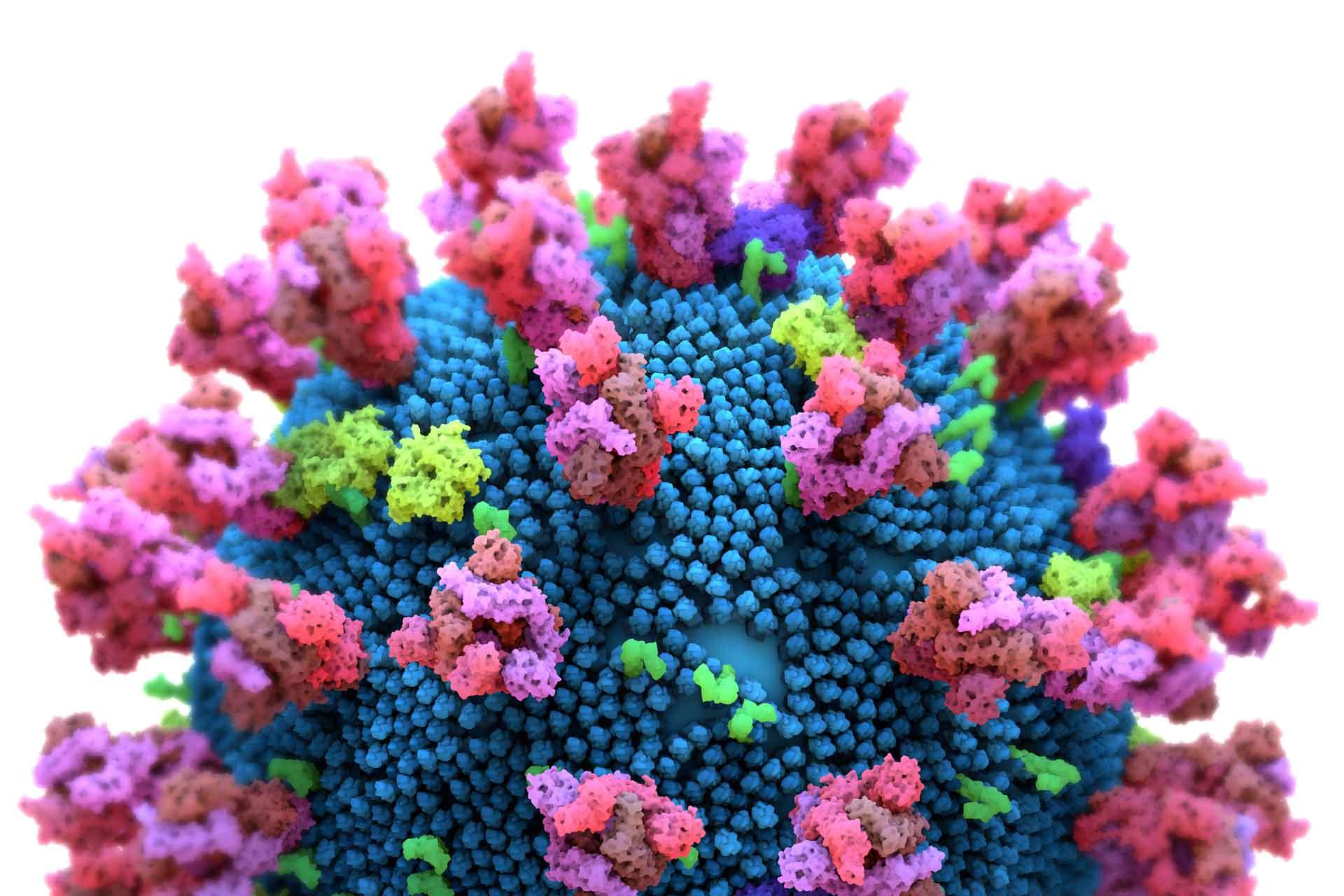 The surface of SARS-CoV-2 covered in spike proteins coloured in pink.