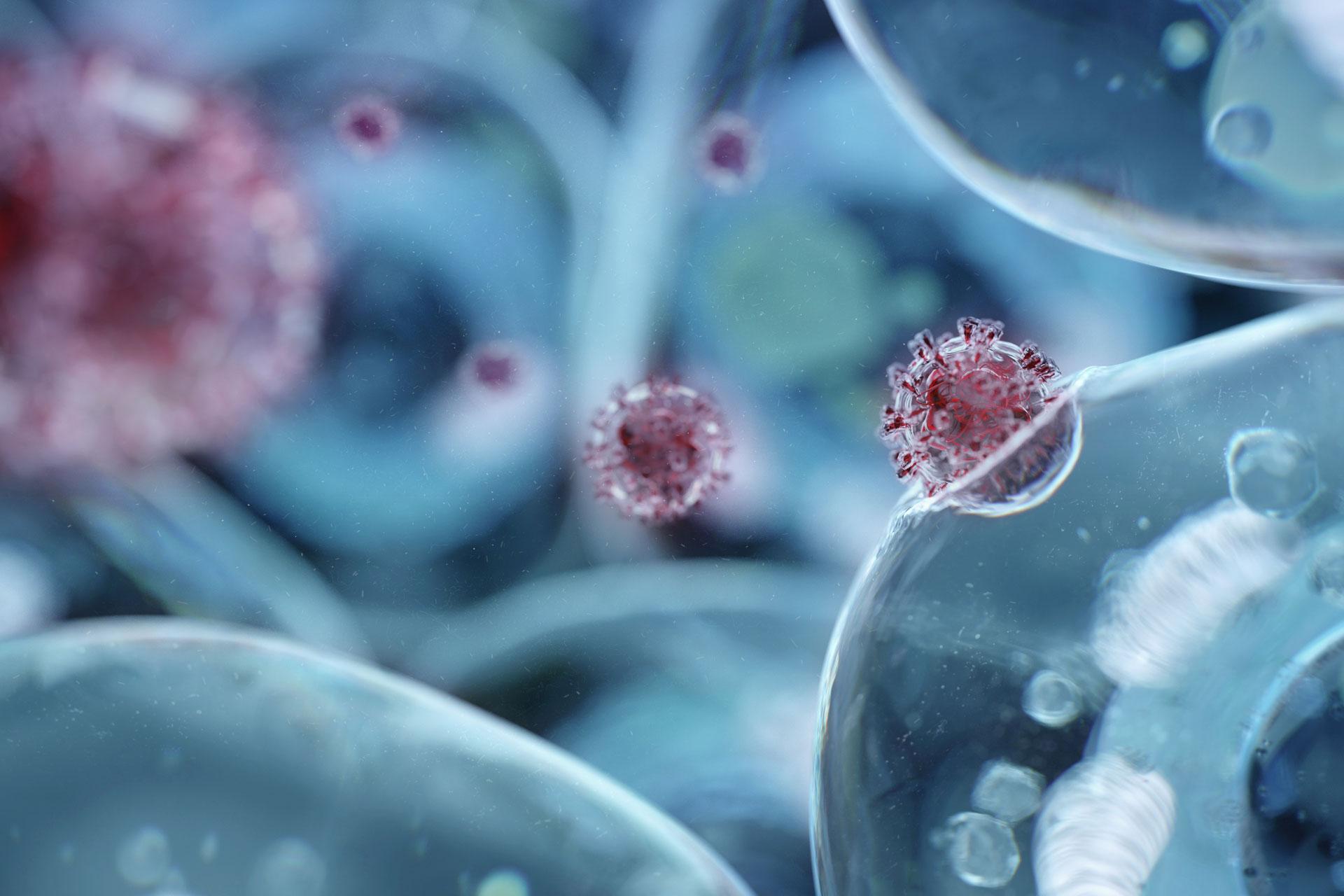 Coronavirus particle (red) infecting a human cell (blue)