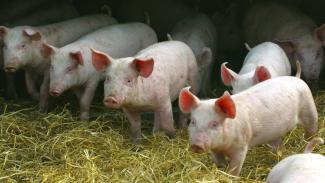 Group of six pink pigs on straw