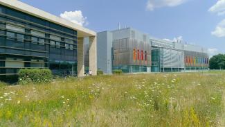Wildflower meadow begind Plowright building